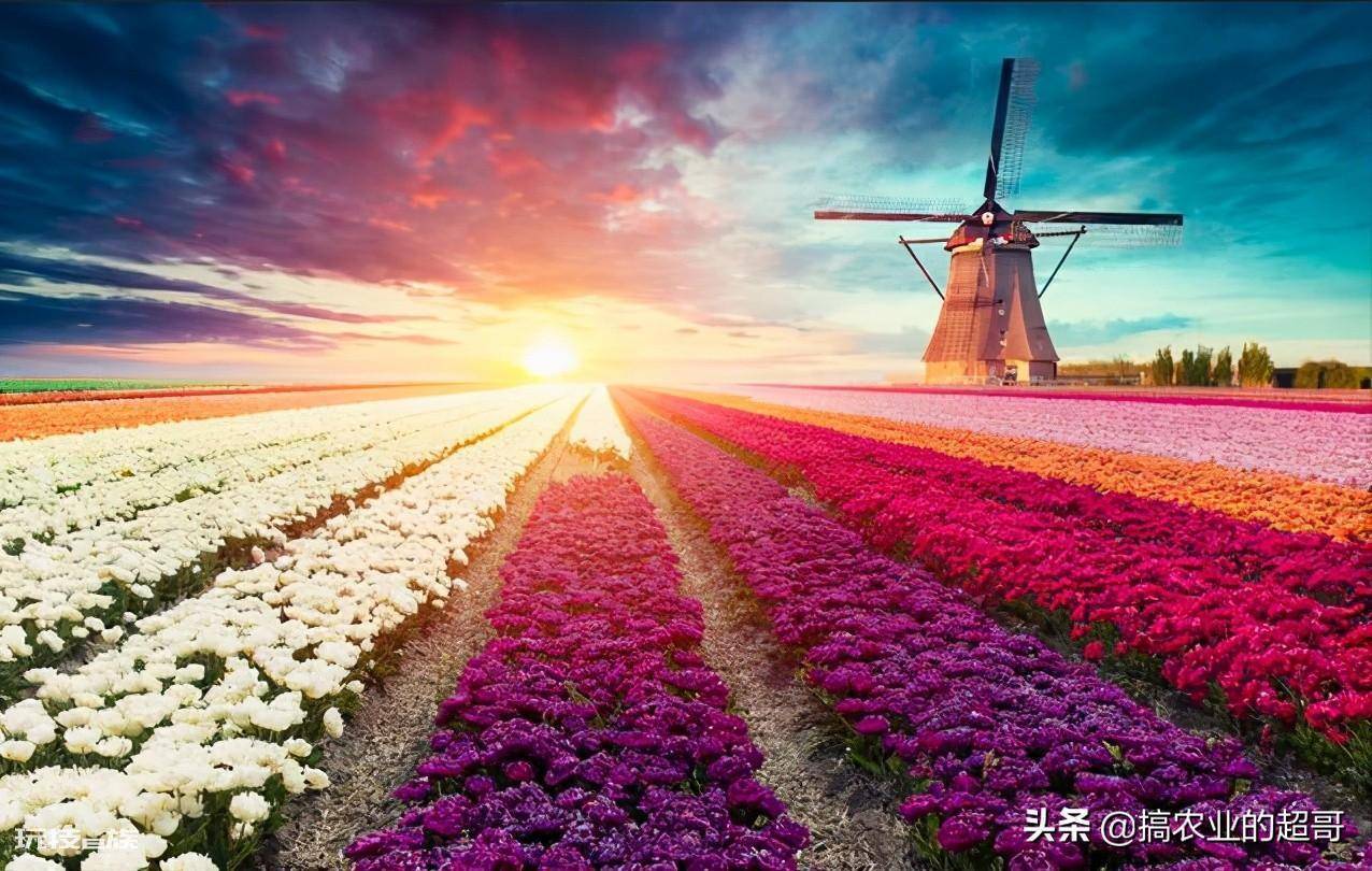 中国耕地面积占世界百分之几(我国的农业水平究竟如何)-图片4